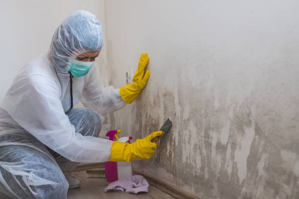 Best Industrial Mold Remediation in Portage, MI